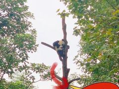 -都江堰中华大熊猫苑