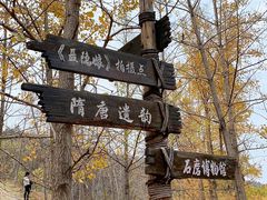 -千年银杏谷文化旅游区
