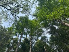 -帽儿山国家森林公园