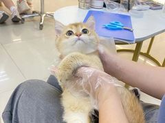 -lincat·猫舍(广州店)