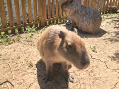 -合肥野生动物园