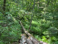 -五营红松林海景区