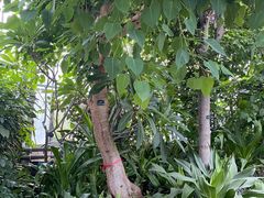 -国家植物园南园