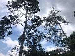 -广州市流溪河国家森林公园