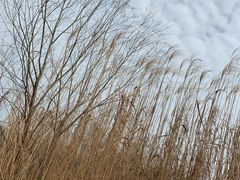 -长兴太湖图影湿地文化园