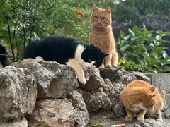 -菌自由丨野生菌火锅特色庭院餐厅(丽江古城店)