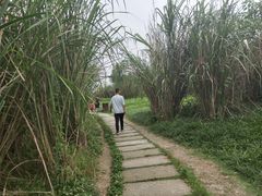 -桤木河湿地公园