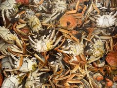 -金狮国际酒店自助餐(金狮店)