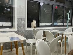 -喵的天空名猫咖啡馆·撸猫·猫舍·用品