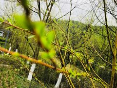 -韶山毛泽东同志故居