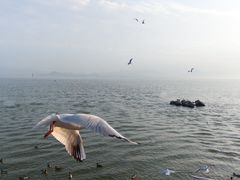 -深圳湾公园(南山区)
