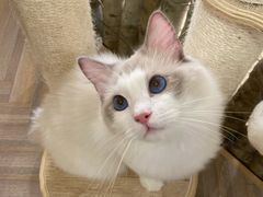 -酷豆宠物咖啡·宠物美食·撸猫馆