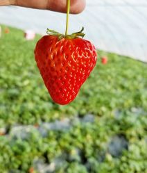 -蓝呗呗蓝莓草莓采摘园(通州区马驹桥店)