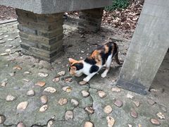 -上海佘山国家森林公园天马山园