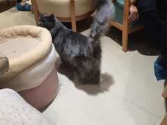 -藏猫猫咖啡主题馆(中央大道店)