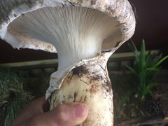 -菌之家·专业纯野生菌火锅·特色炒菌