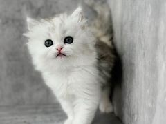 -小猫来了·猫舍(红山六九七九店)