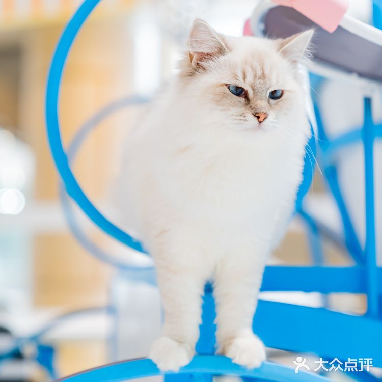 萌翻了！500m²的「猫咪游乐园」，30+只喵rua到手软！