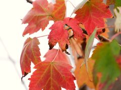 -吴淞炮台湾湿地森林公园烧烤区