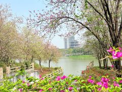 -海珠湖公园