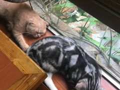 店里的明星猫猫-咖法森林·咖啡  酒吧(天河店)