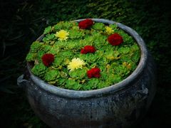 -四季酒店下午茶