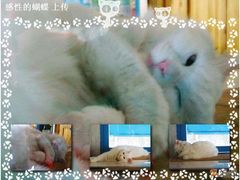 -Babycat私家御饼屋(龙头路一店)