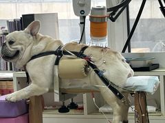 -派美特宠物医院·核磁CT·骨科肿瘤·疑难转诊(沈农禾丰店)