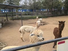 -秦皇岛野生动物园
