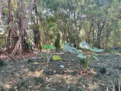 -中国科学院西双版纳热带植物园