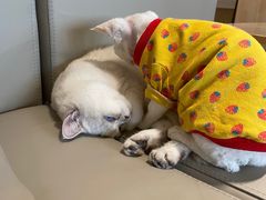 -猫腻·猫咖·撸猫馆(星光大道店)