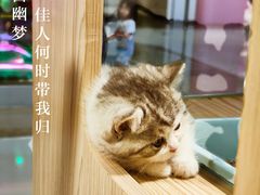 -屋虎猫馆(宝安大仟里店)