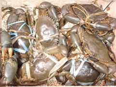 门口的蟹-桥底辣蟹(谢斐道店)