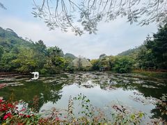 -野象谷景区