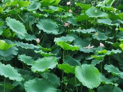 -苏家坨柳林村二月兰花海