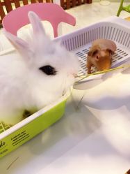 -Moni星球萌宠·小马宝莉·灵蛇·高端高阶全萌宠互动体验俱乐部(红豆国际广场店)