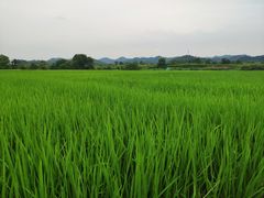 -婺源月亮湾