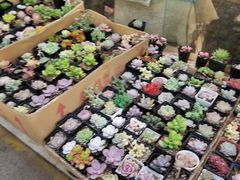 -双季花艺园艺市场(浦东店)