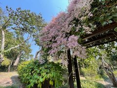 -中国科学院西双版纳热带植物园