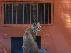 -青藏高原野生动物园