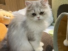 -COLOR PETS 撸猫馆·购猫·猫咖(长风大悦城店)