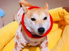 -逗柴咖啡屋·狗咖猫咖宠物桌游