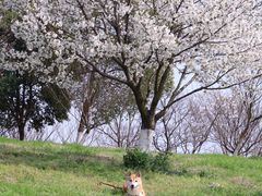 -羊山湖公园