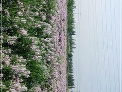 -君乐宝优致牧场