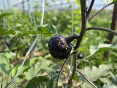 -庞各庄翠芳园西瓜蔬菜基地采摘园