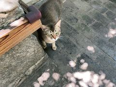 -喵屿·大理花园猫咖