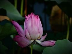 -上海市保健医疗中心