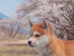 -清心素食自助餐厅(夫子庙店)