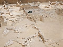 -洛阳周王城天子驾六博物馆