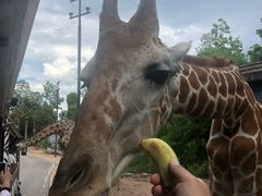 -清迈夜间动物园